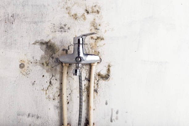 Best Office Mold Removal Services  in , IN