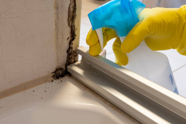 Best Certified Mold Removal  in , IN